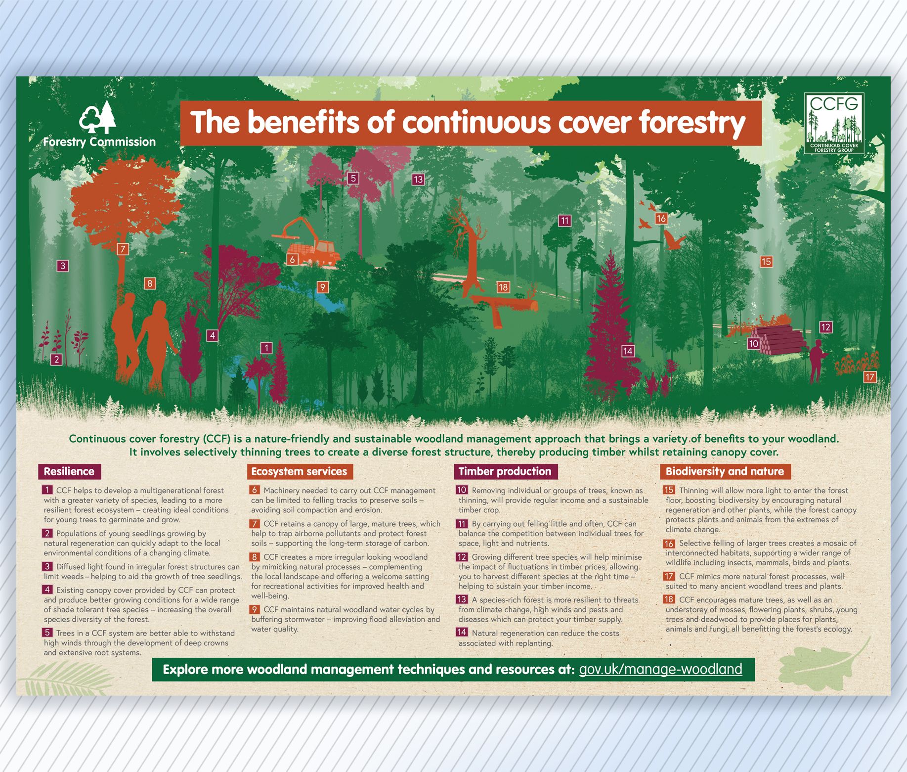 Forestry Commission CCF Continuous Cover Forestry infographic